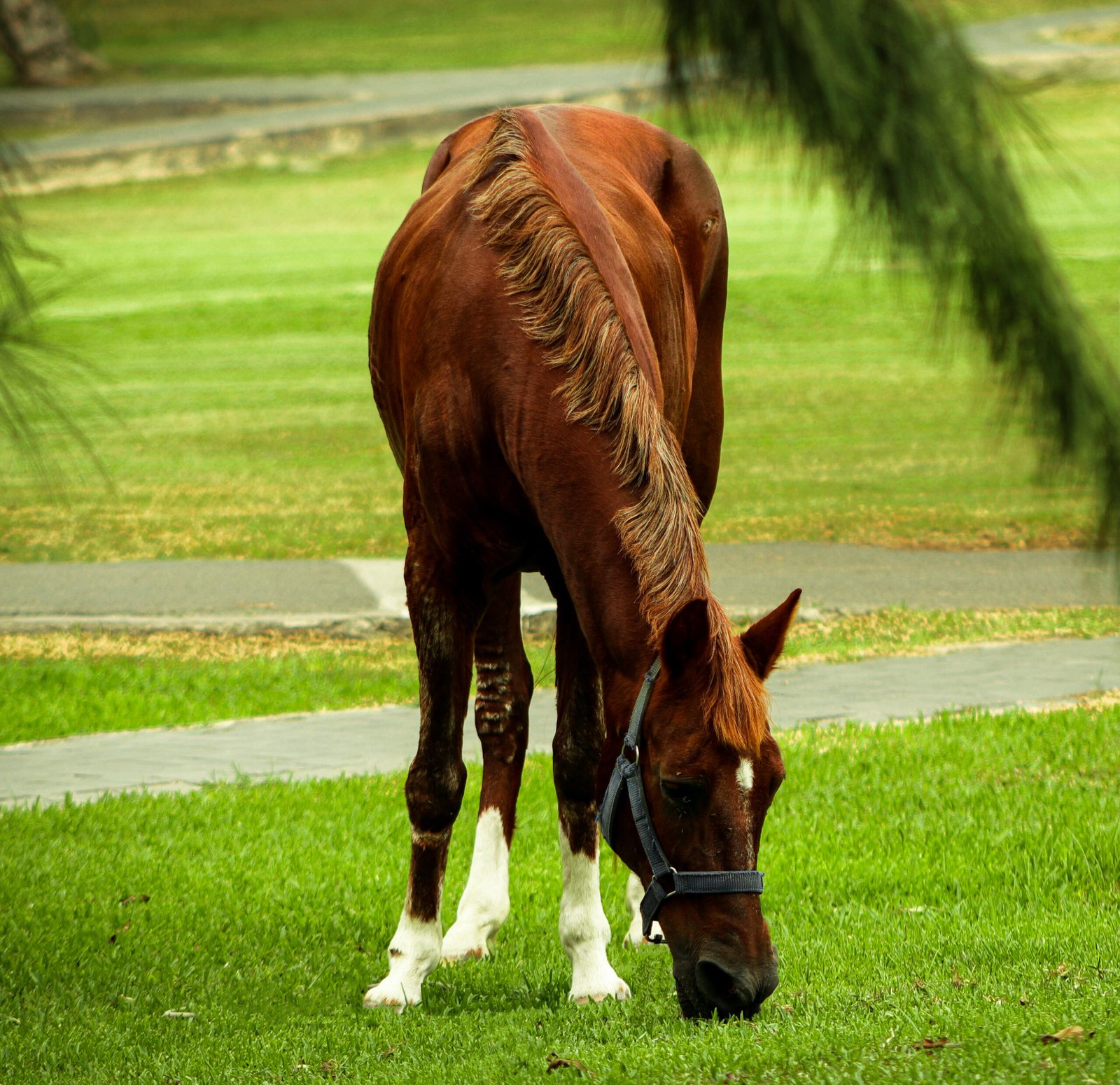 caballito
